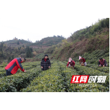 张家界市桑植县：新茶已上焙