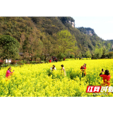 张家界黄龙洞广场油菜花开醉游人（组图）