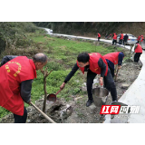 武陵源区协合乡杨家坪村：  主题党日忆党史，义务植树美家乡