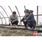 “金叶”铺就小康路