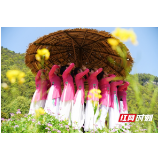 黄龙洞生态广场：花田秀瑜伽 乐享美好春光