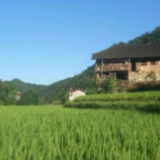 张家界市桑植县：绘就彩墨“春耕图” 让产业振兴步伐更稳健