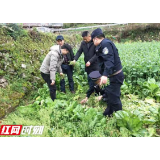 菜地旁夹种256株罂粟 桑植县公安及时铲除
