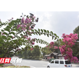 【绿色张家界】张家界市城区紫薇花开