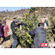 慈利县林业局开展送油茶科技服务下乡活动