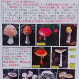 永定区新桥镇：毒蘑菇安全隐患大，切勿“以身试毒”
