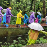 张家界：“鸽子花”风雨里护航平安快乐旅游