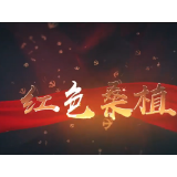红色桑植⑤｜马桑树的等待