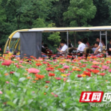 张家界黄龙洞景区：百日菊开花香溢 缤纷花海引客来（组图）