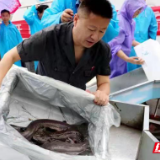 张家界：增殖放流300万尾鱼 部分大鲵植入电子芯片标识