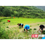 永定区非公党委“主题党日”活动搬到田间地头