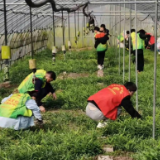 慈利县阳和土家族乡：于田间地头践行雷锋精神