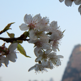 张家界核心景区：踏青观山色 美景迎客来