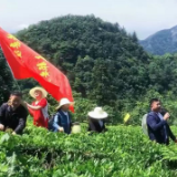 桑植财政：助力旅发会 茶园实践行