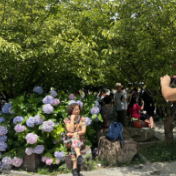 袁家界景区绣球花开 喜迎宾客