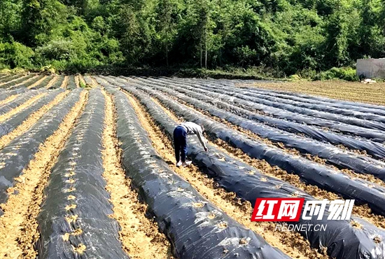 查看葛根产业基地生产情况.jpg