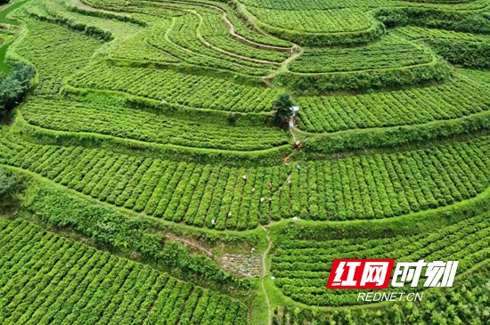 茶叶基地.jpg