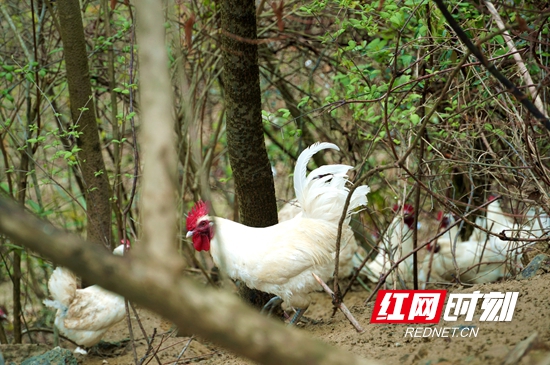 张家界白羽乌鸡 (2).jpg