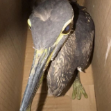 警民联手救助“国宝级”珍禽,它的身份不简单……