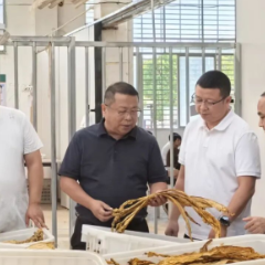 侯铁夫调研烟叶收购与烟稻轮作工作