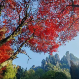“霜叶红于二月花” 张家界国家森林公园初冬绚烂枫叶迎客来