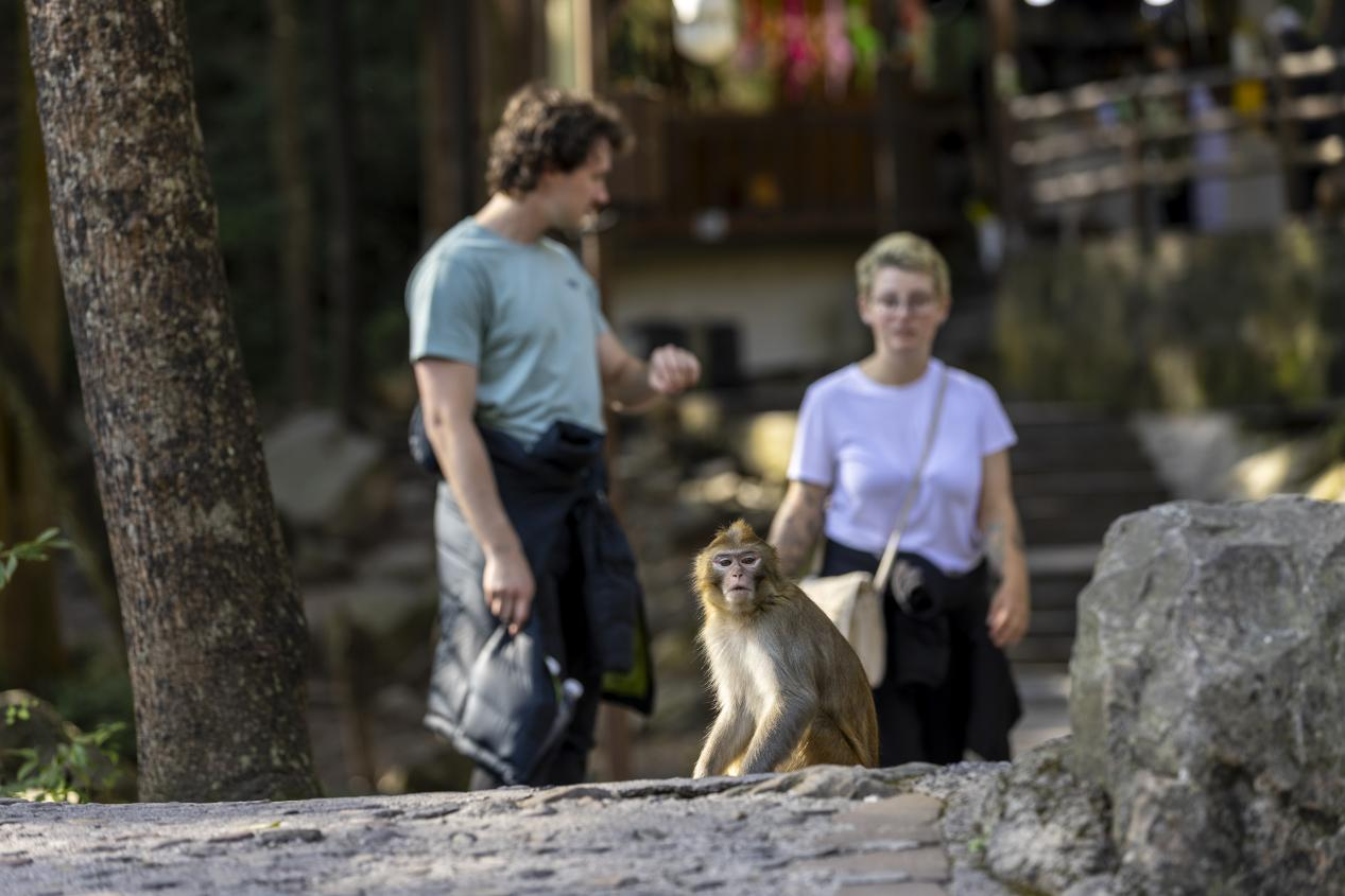 张家界十里画廊“猴趣”盎然，猕猴群成峡谷灵动风景线