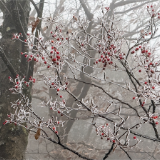张家界天门山今冬首场雾凇上线