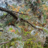 张家界天子山景区迎入冬首场雾凇 彩叶雾凇相映成画醉游人