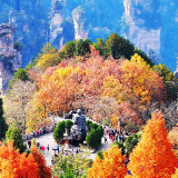 组图丨张家界国家森林公园漫山彩叶醉游人 