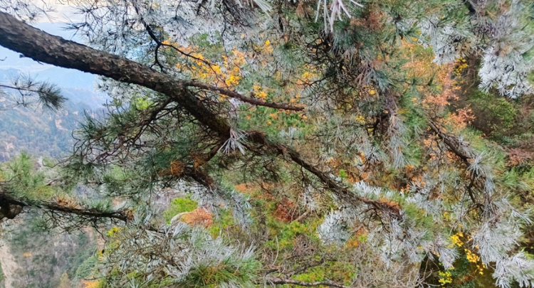张家界天子山景区迎入冬首场雾凇 彩叶雾凇相映成画醉游人