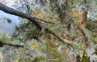 张家界天子山景区迎入冬首场雾凇 彩叶雾凇相映成画醉游人