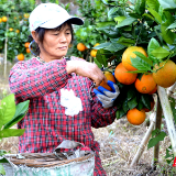 慈利县南山坪乡 “水泊梁山”脐橙香
