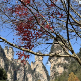 秋染张家界 晴好天气引客来