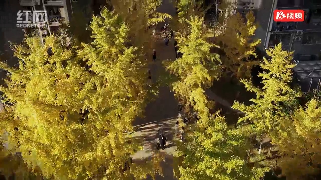 张家界学院“树下”美育浸润系列活动之“银杏树下”苗鼓传情