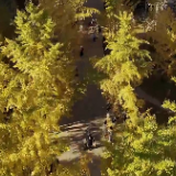 张家界学院“树下”美育浸润系列活动之“银杏树下”苗鼓传情