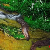 全国首个大鲵化妆品新原料在张家界完成备案——珍稀生物资源高值化利用实现破局