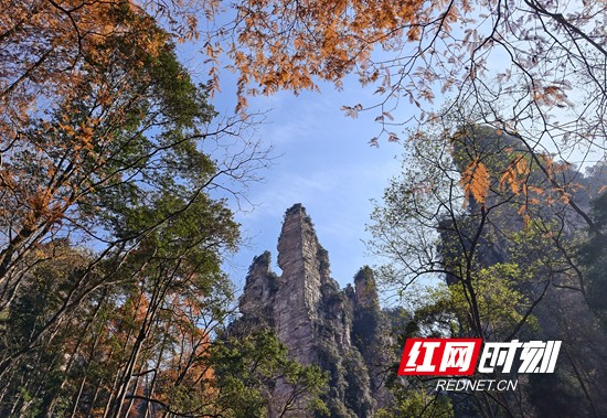 张家界国家森林公园：“杉”峰竞秀生态美