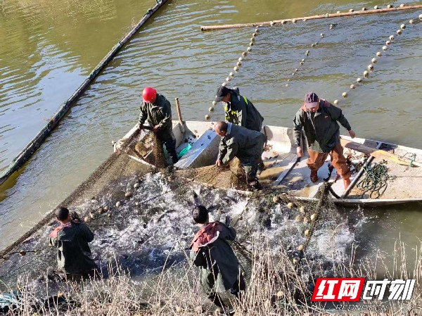 慈利县龙潭河镇江星村喜迎丰收：卢家峪水库起鱼2万余斤 谱写乡村振兴新篇章