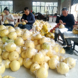 慈利县:金慈蜜柚香出了山门