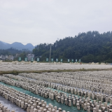 桑植县陈家河镇：固本强基产业旺