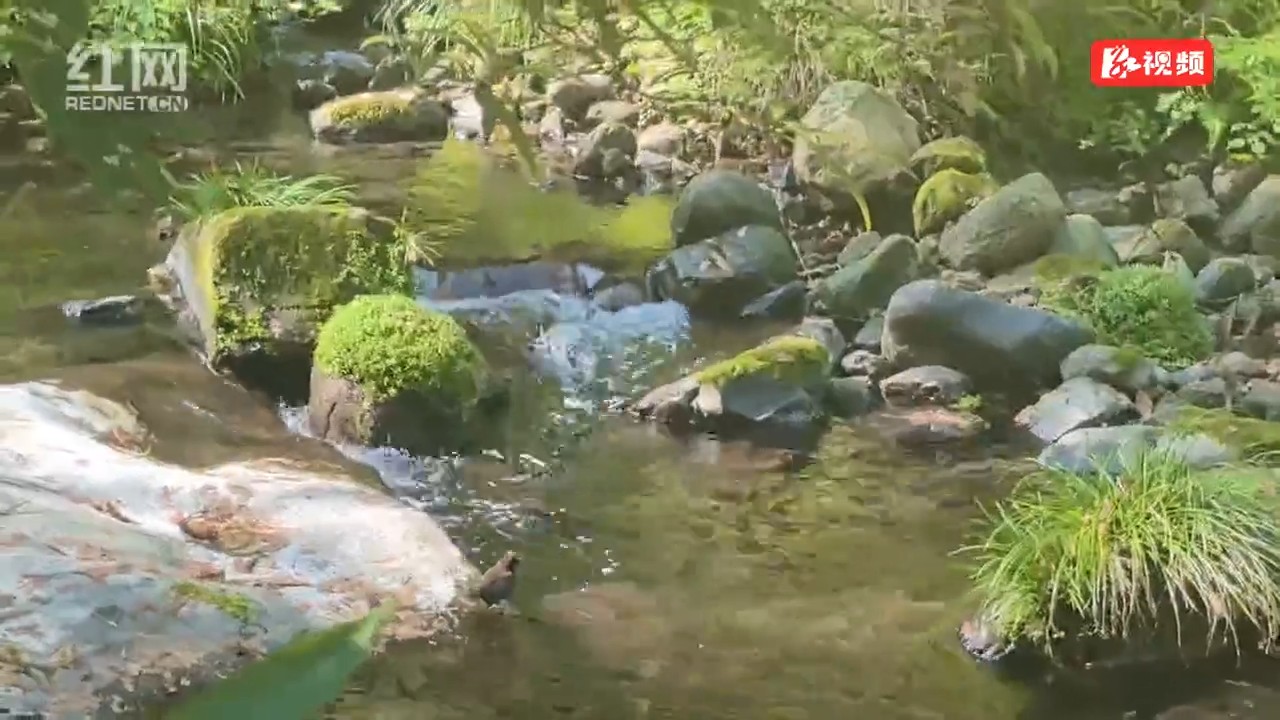 金鞭溪现“小鸟洗澡”，萌态十足