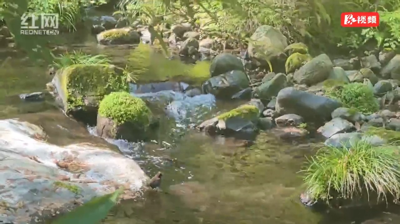 张家界金鞭溪现“小鸟洗澡”,萌态十足