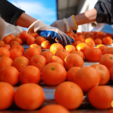 慈利砂糖橘进入采摘旺季