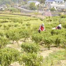 慈利县三合镇奥翔茶叶：专心打造本土手工红茶