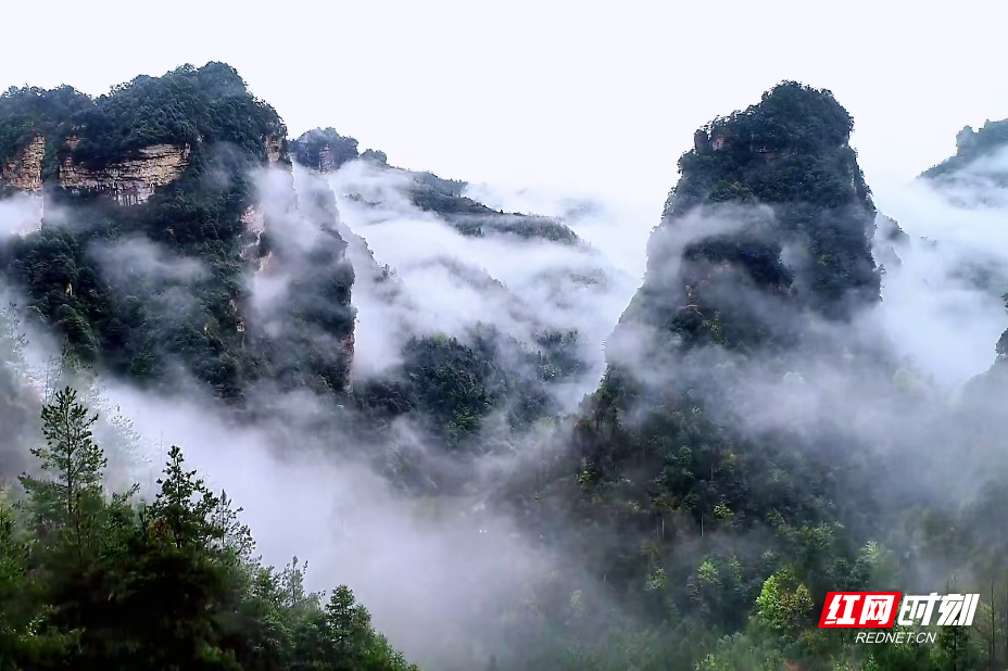 张家界十里画廊：雨后峰林焕新颜 游人沉醉绿野仙踪