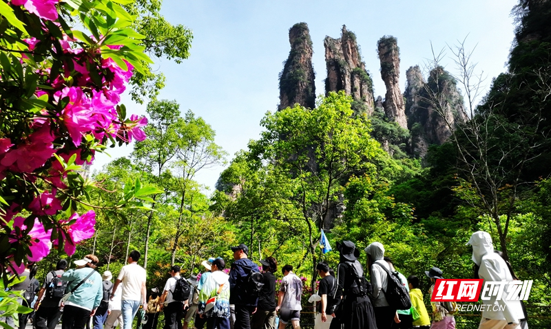 张家界武陵源迎来“五一”旅游高峰 多项便利服务“宠游客”