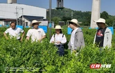 峰林聚智 科创兴张|博士创新工作站激活张家界莓茶产业新动能