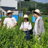 峰林聚智 科创兴张|博士创新工作站激活张家界莓茶产业新动能
