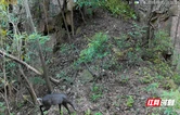 张家界国家森林公园天子山保护区红外相机多次捕捉国家二级保护动物毛冠鹿活动影像