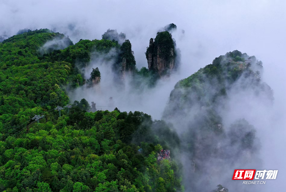 水墨氤氲！细雨中的杨家界峰墙云雾美不胜收
